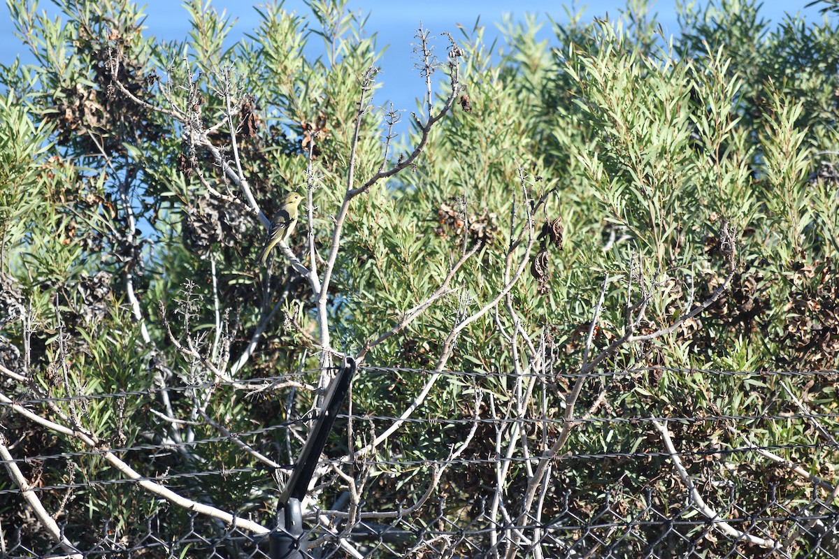 Western Tanager - ML643316390