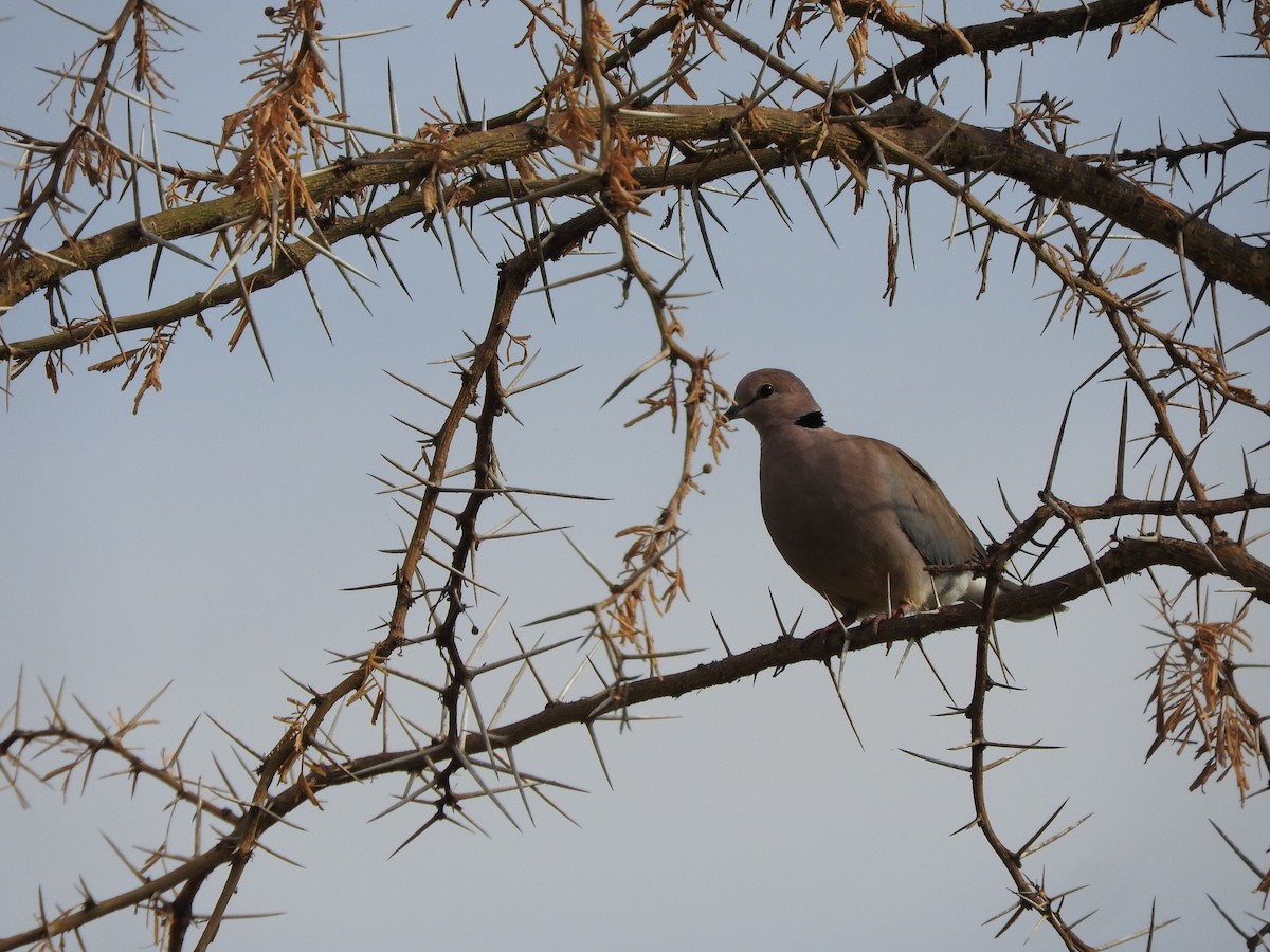 Mourning Collared-Dove - ML643316391