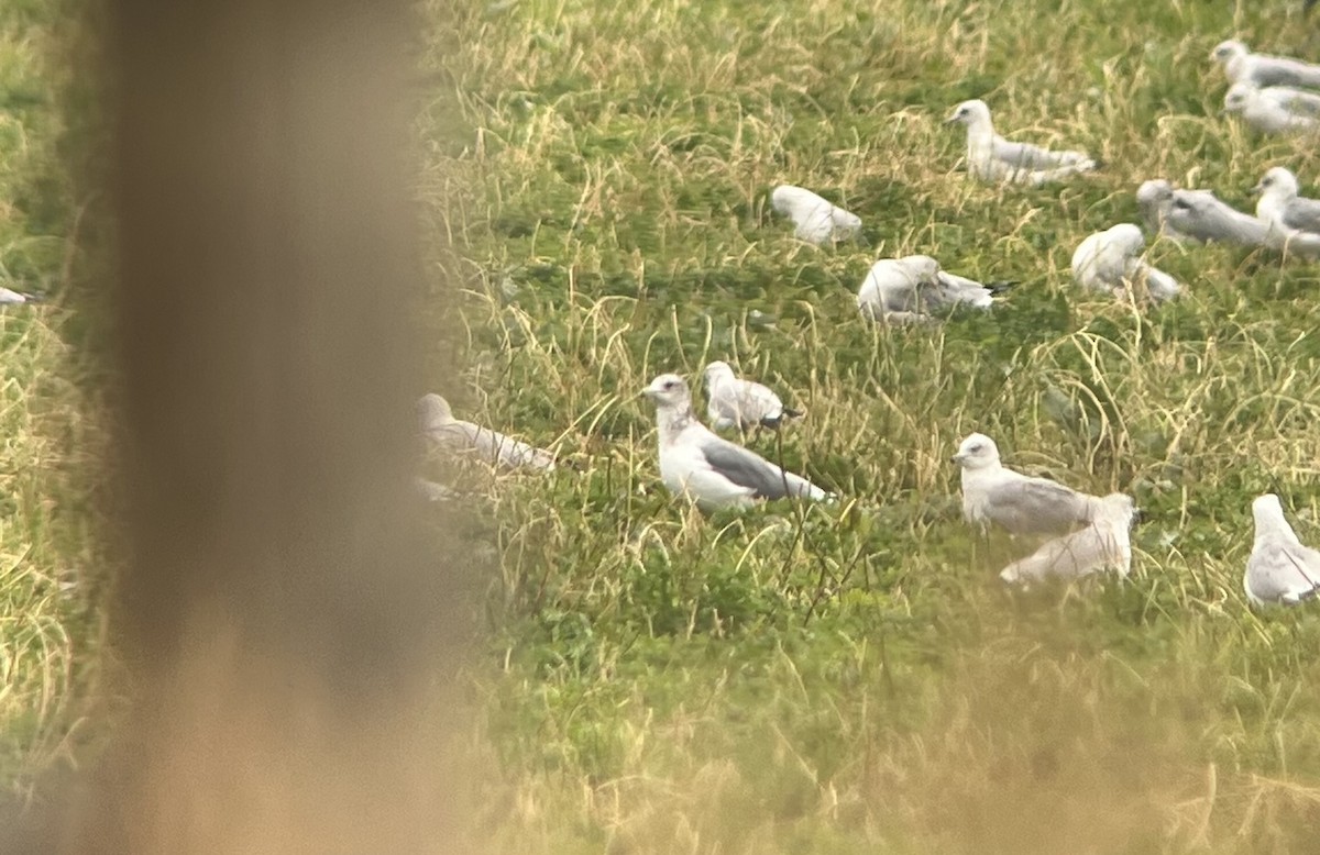 California Gull - ML643316394