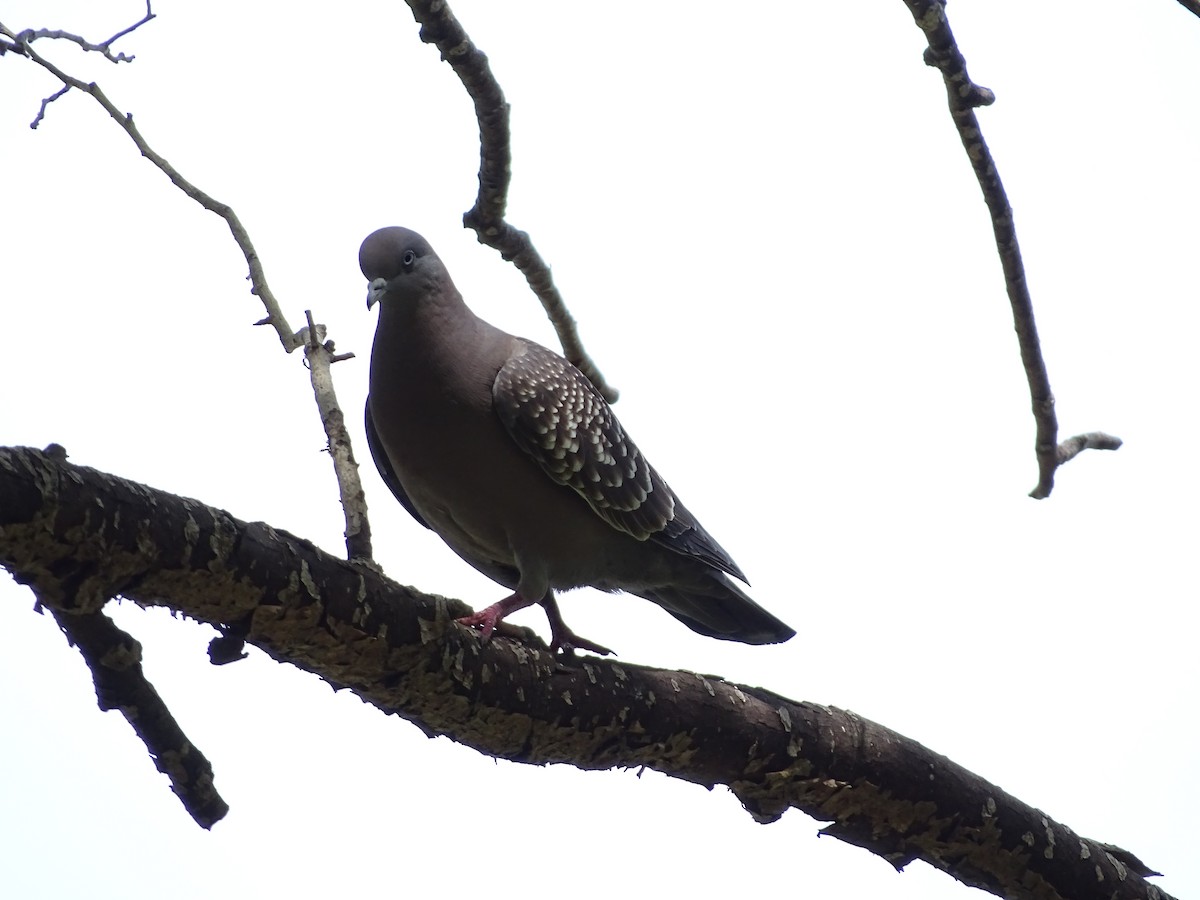 Spot-winged Pigeon - ML643316405