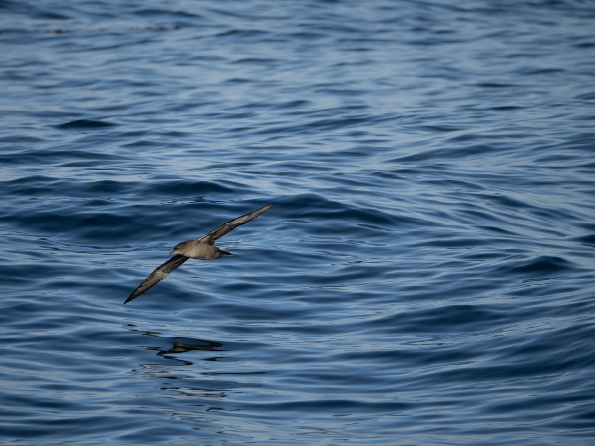 Short-tailed Shearwater - ML643316406