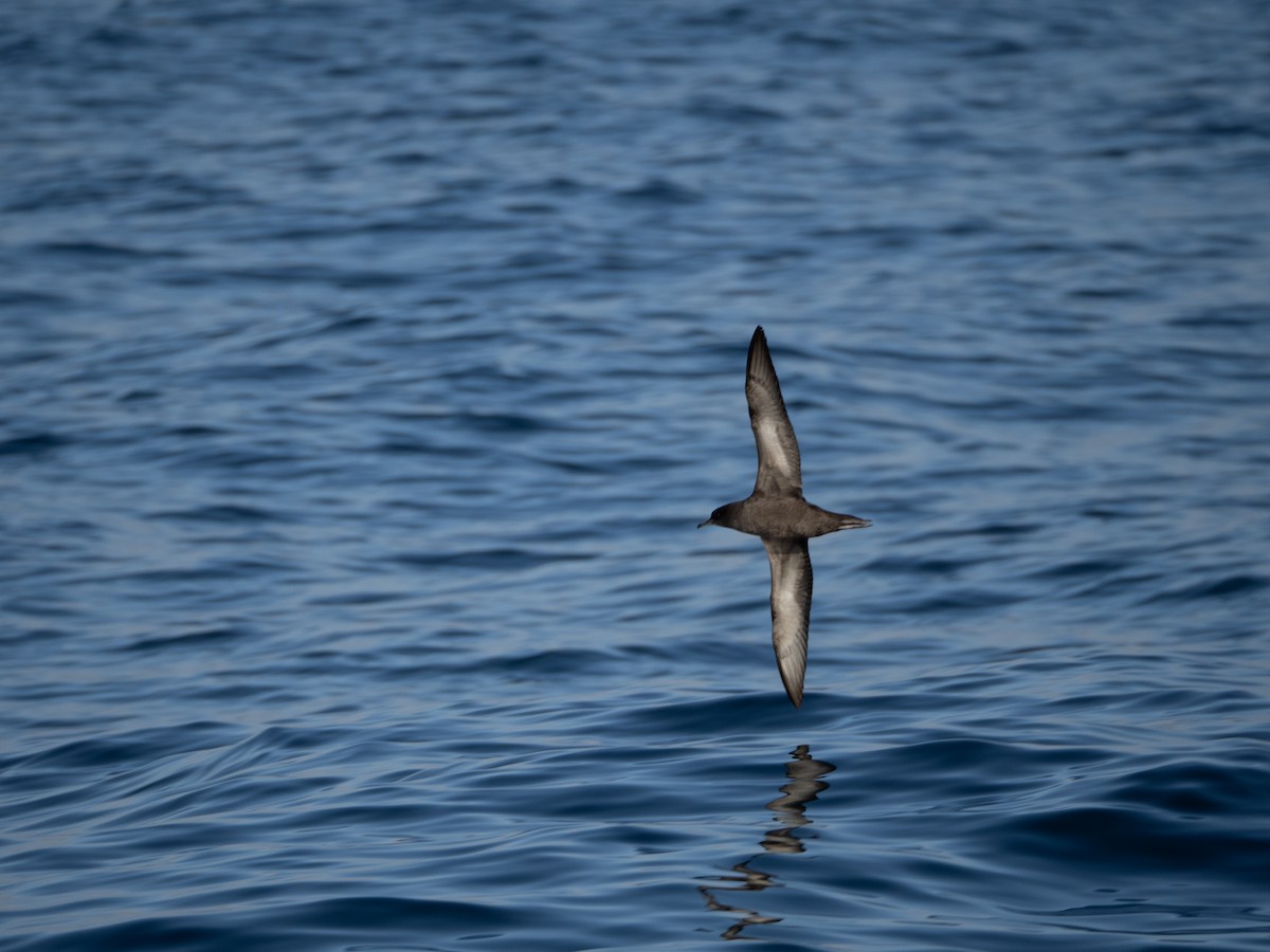 Short-tailed Shearwater - ML643316408