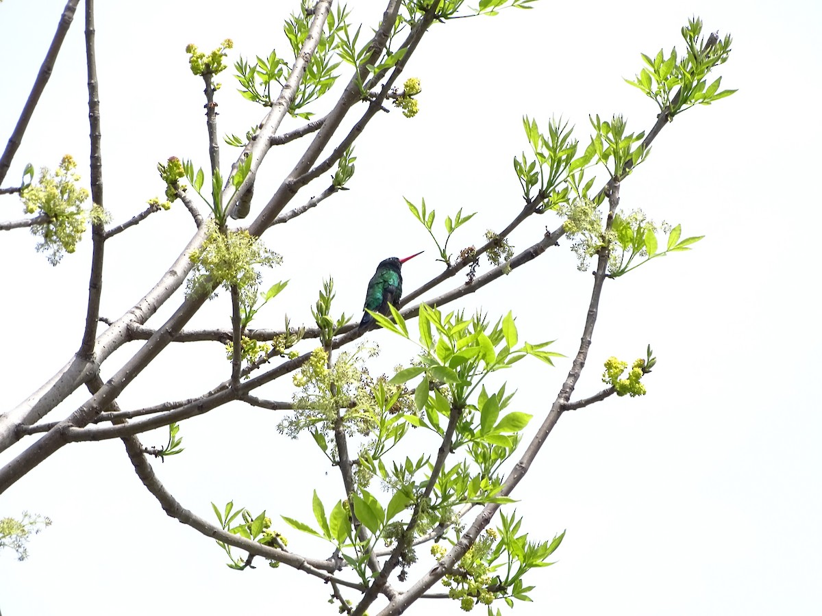Glittering-bellied Emerald - ML643316415