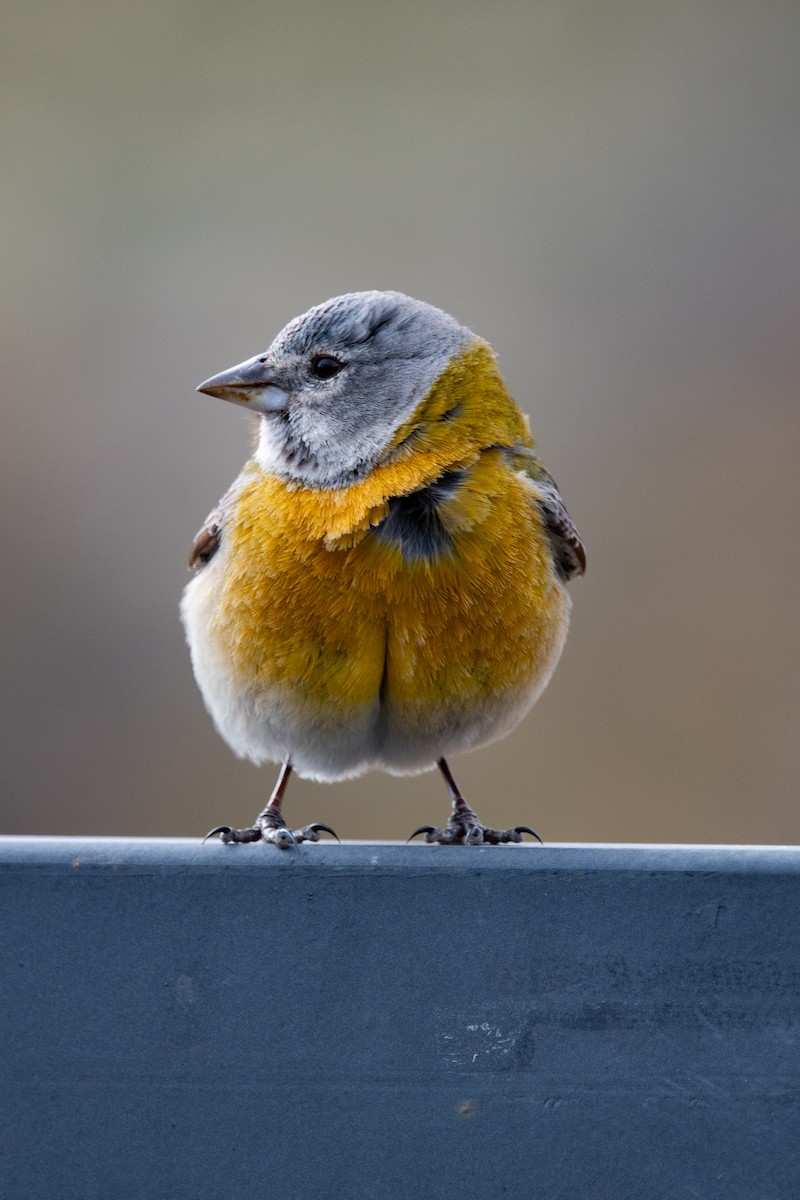 Gray-hooded Sierra Finch - ML643316418