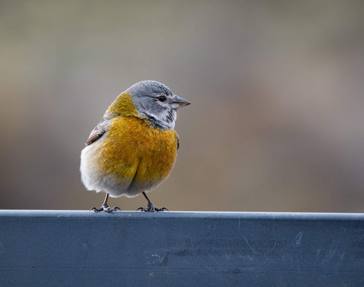 Gray-hooded Sierra Finch - ML643316420