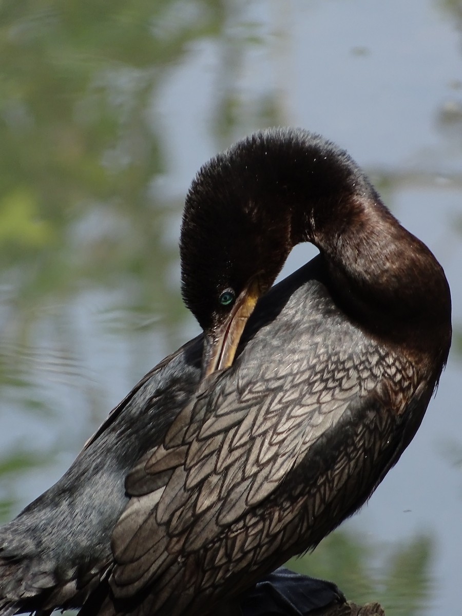 Neotropic Cormorant - ML643316430