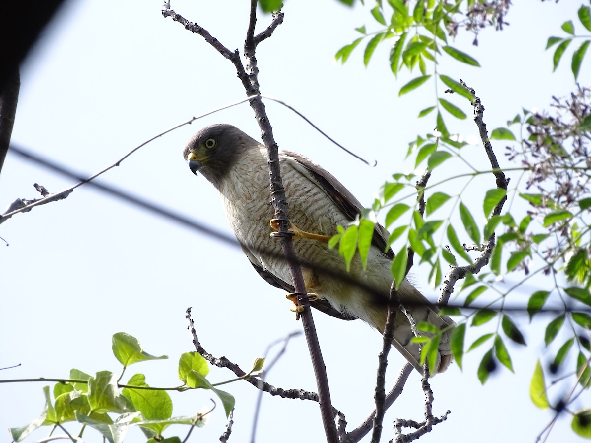 Roadside Hawk - ML643316455