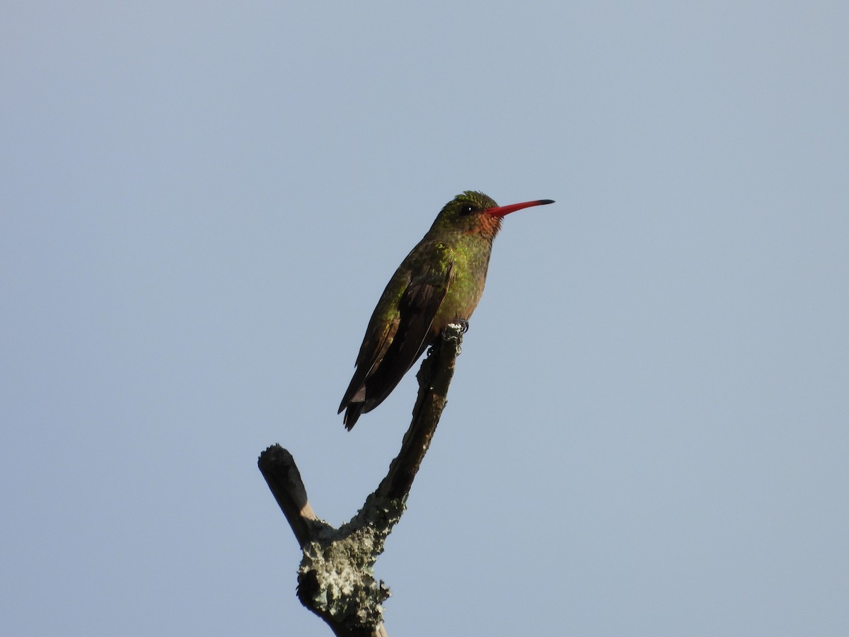 Gilded Hummingbird - ML643316457