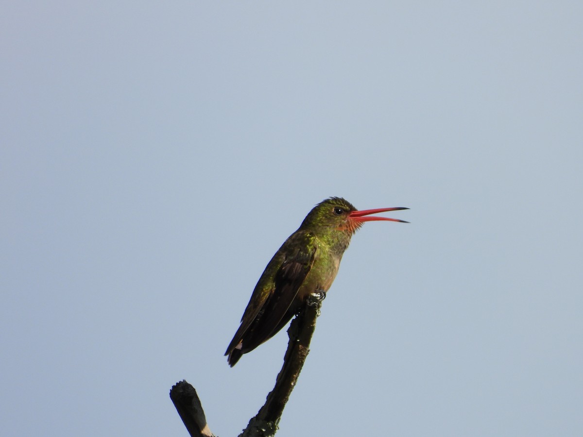 Gilded Hummingbird - ML643316458