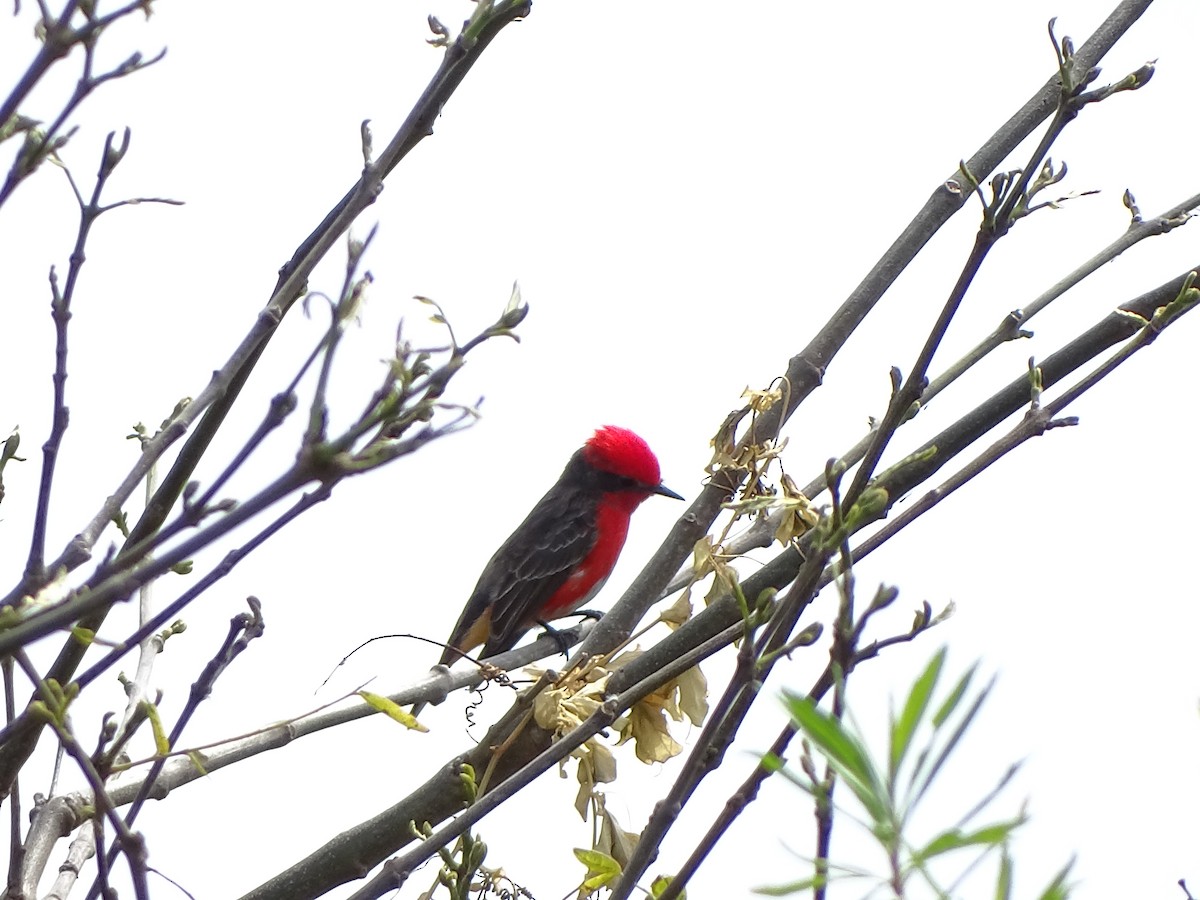 Vermilion Flycatcher - ML643316462