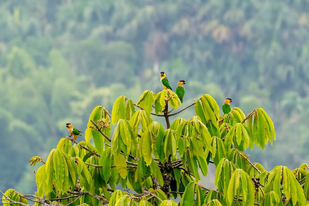 Black-headed Parrot - ML643316473