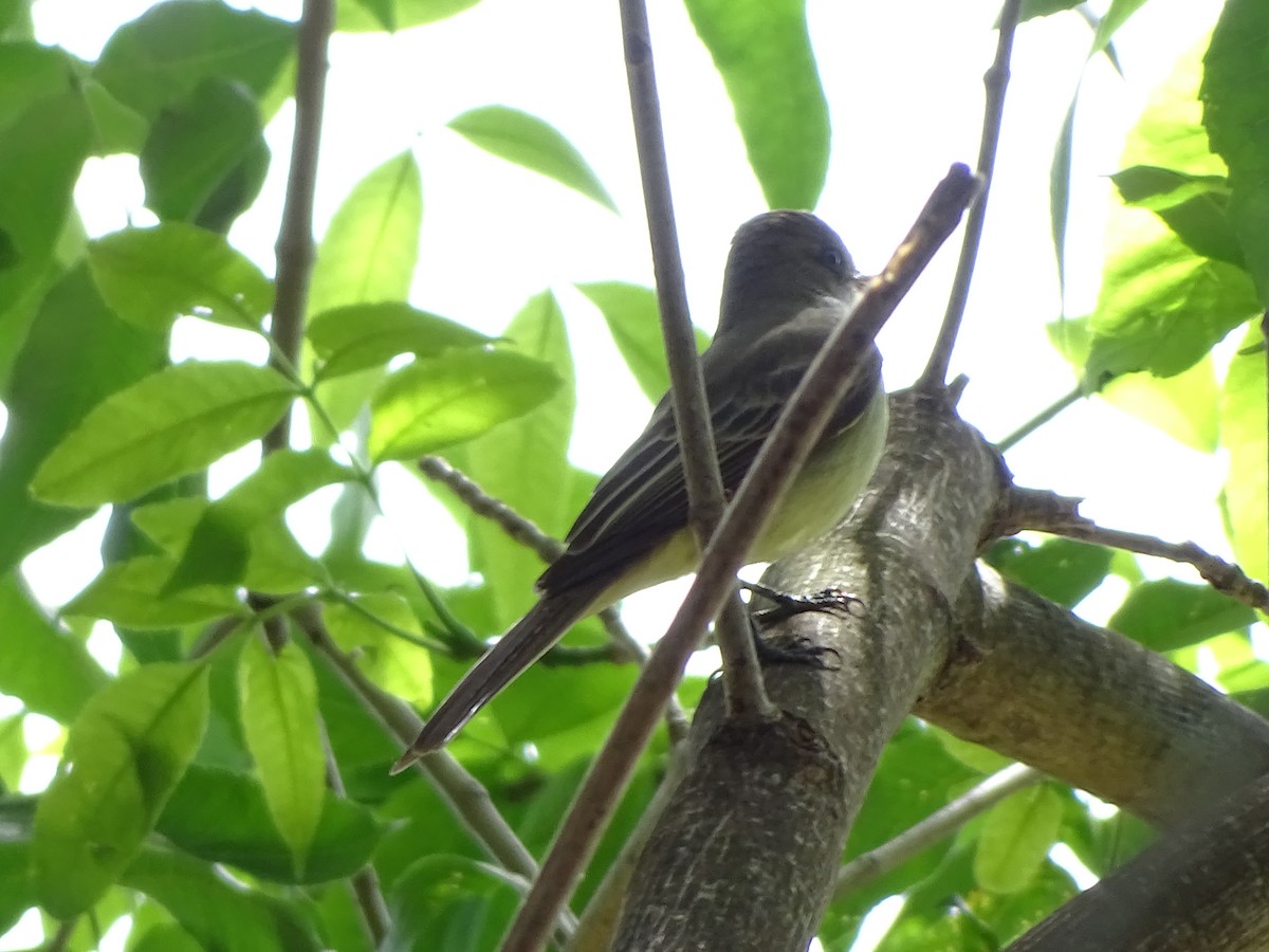 Small-billed Elaenia - ML643316485