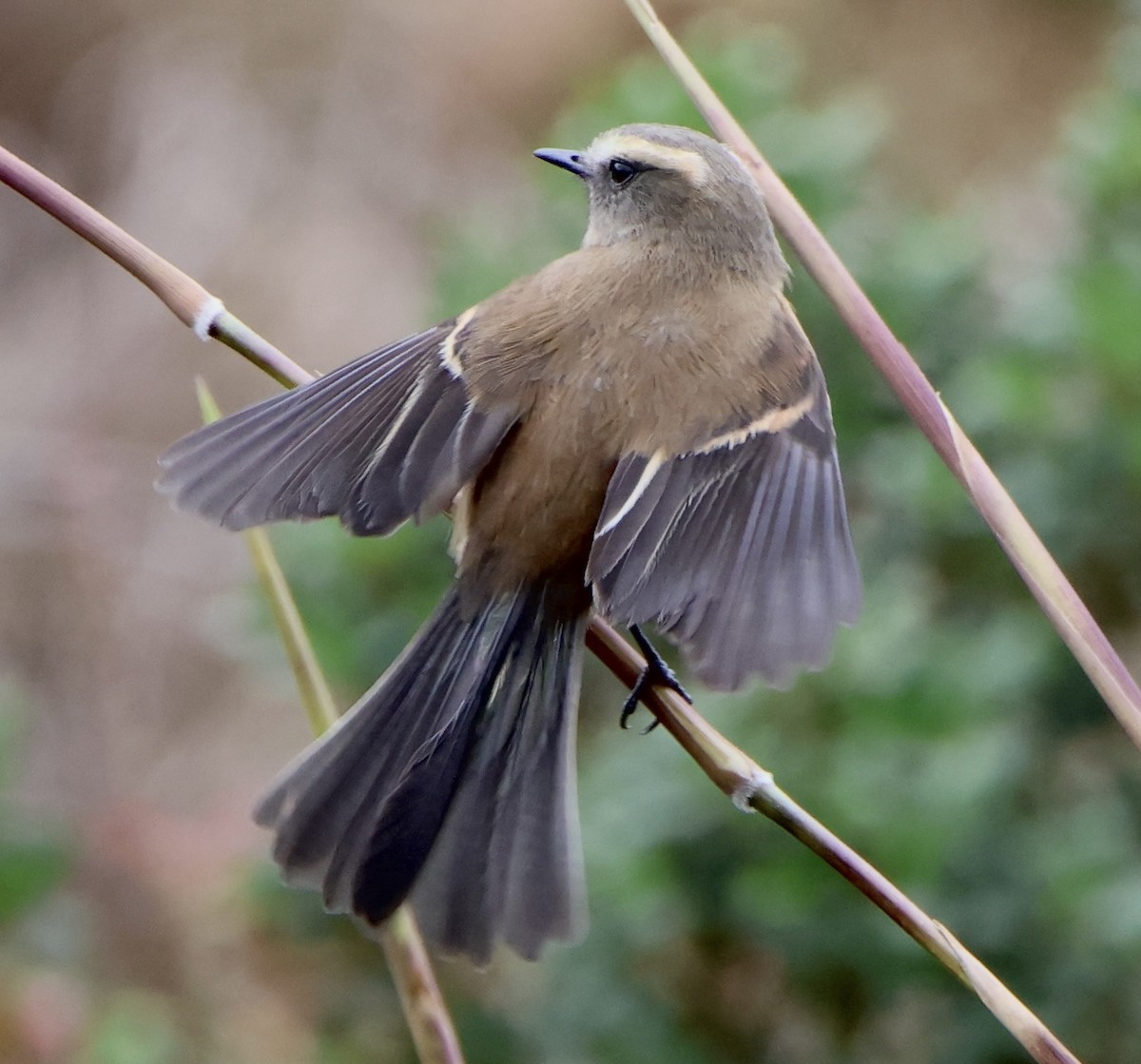Brown-backed Chat-Tyrant - ML643316502