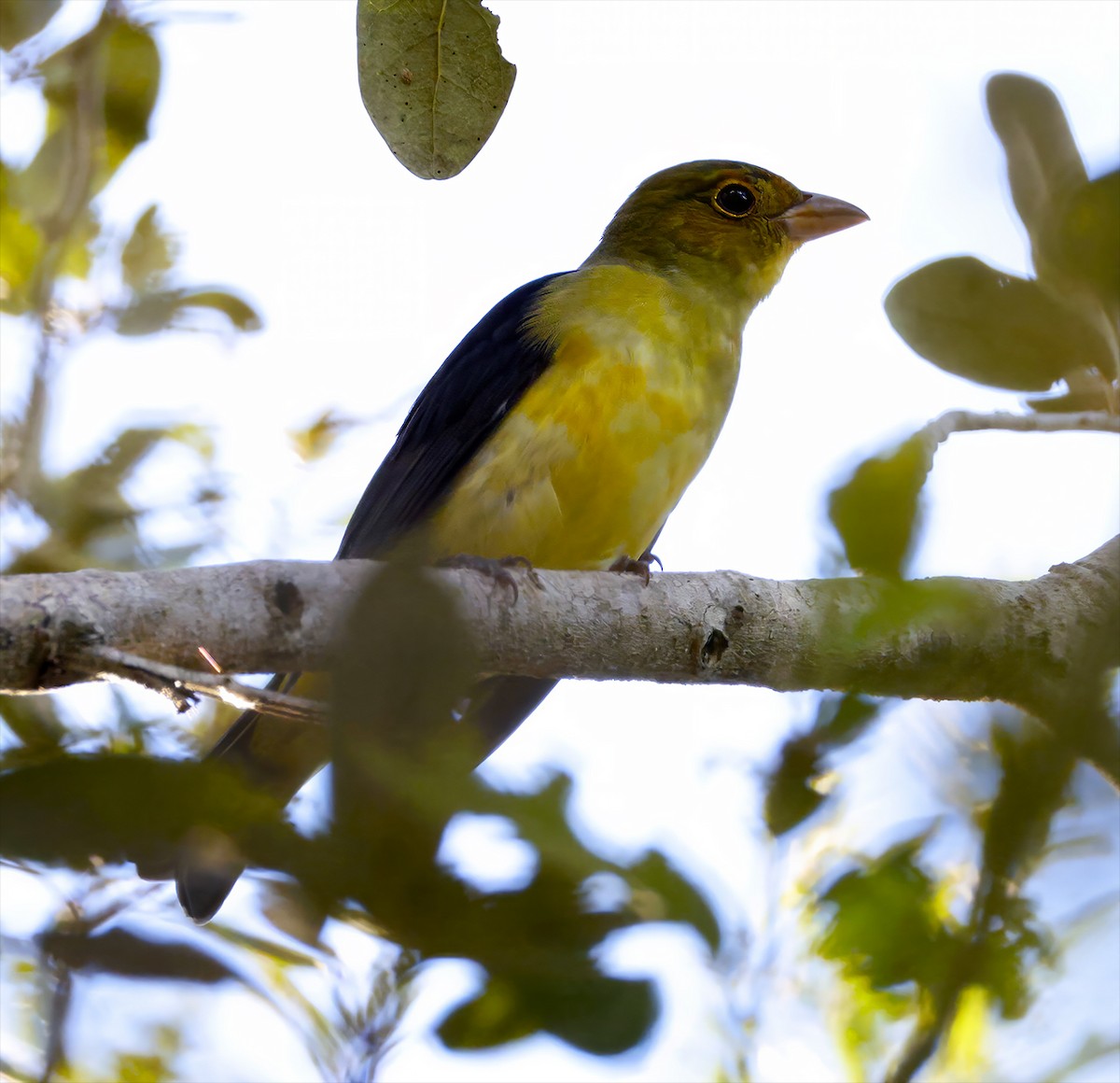 Scarlet Tanager - ML643316514