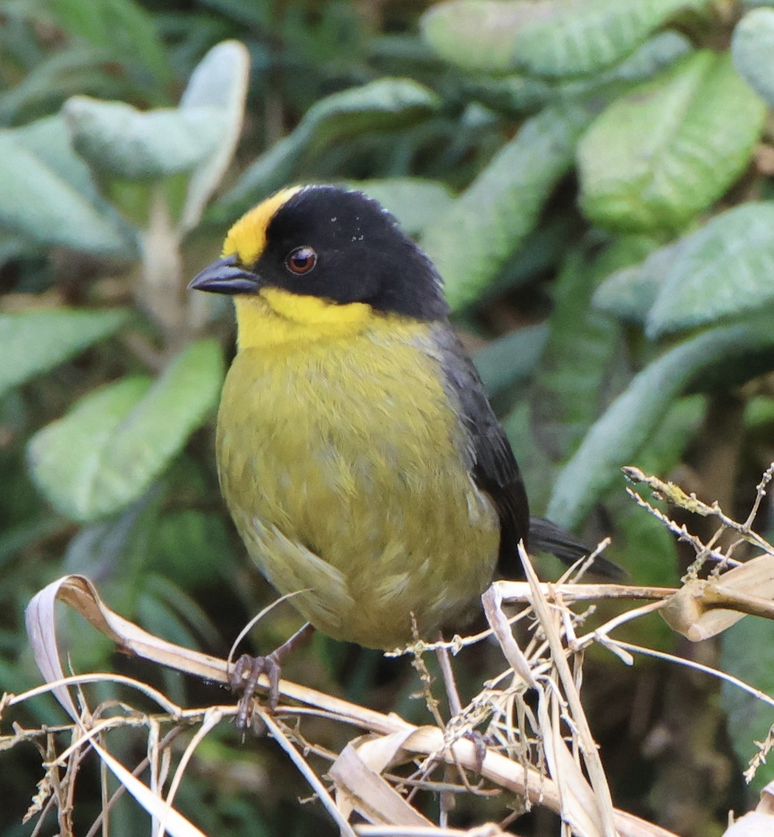 Pale-naped Brushfinch - ML643316519