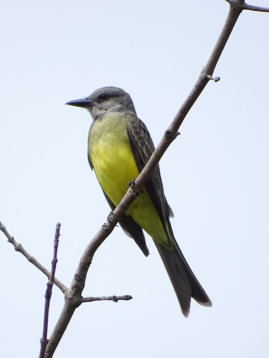 Tropical Kingbird - ML643316525