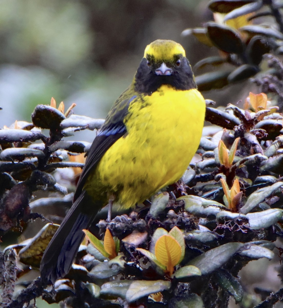 Masked Mountain Tanager - ML643316526