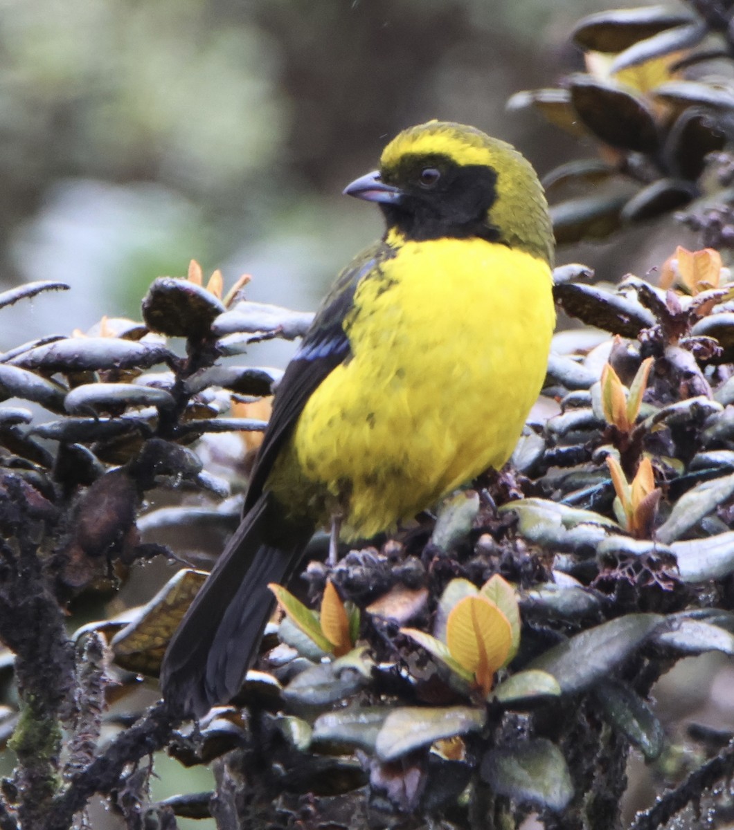 Masked Mountain Tanager - ML643316527