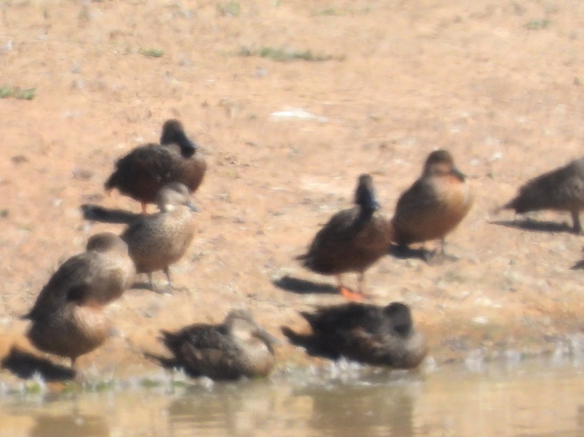 Australasian Shoveler - ML643316530
