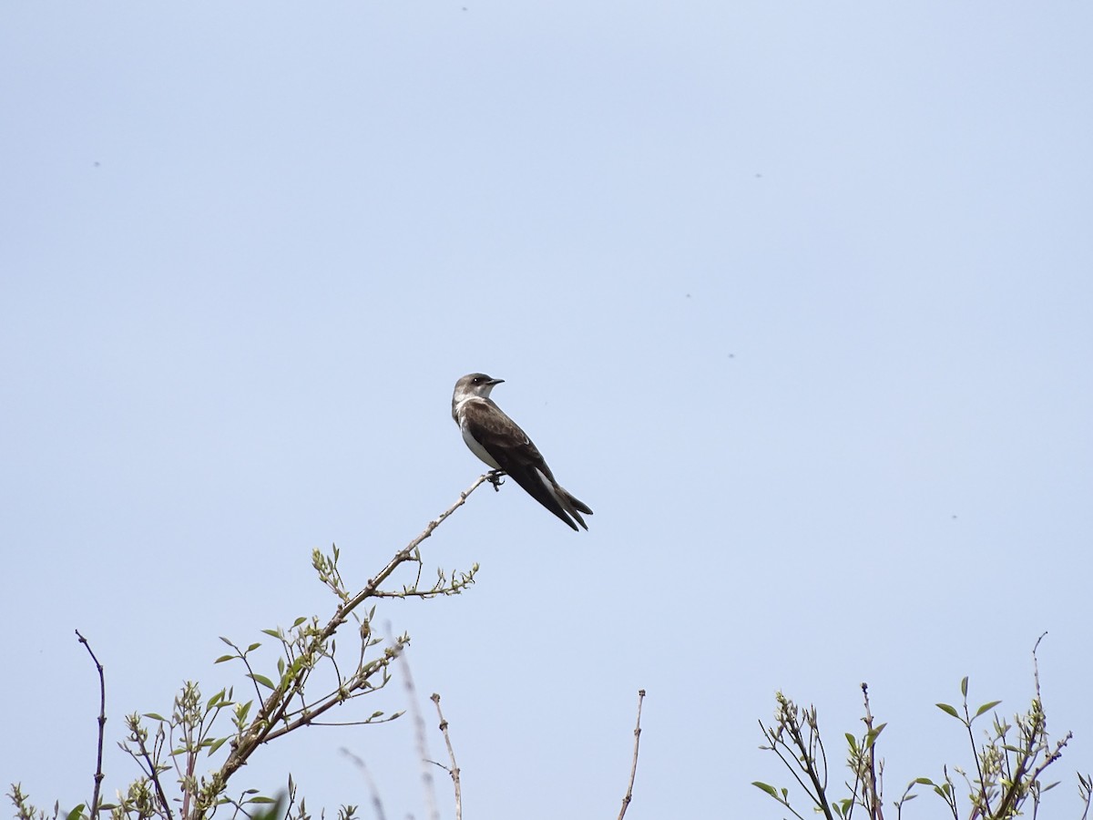 Brown-chested Martin - ML643316534