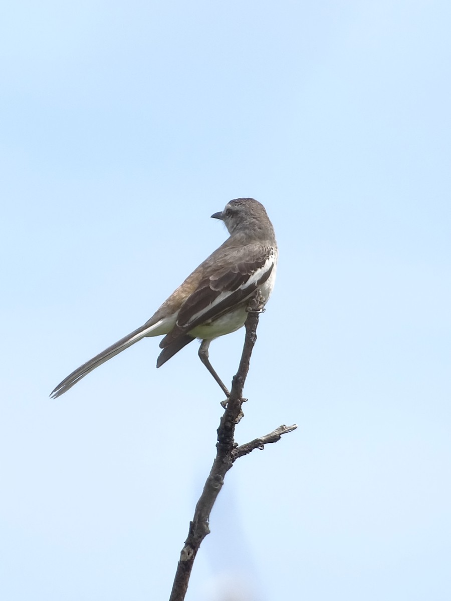 White-banded Mockingbird - ML643316552