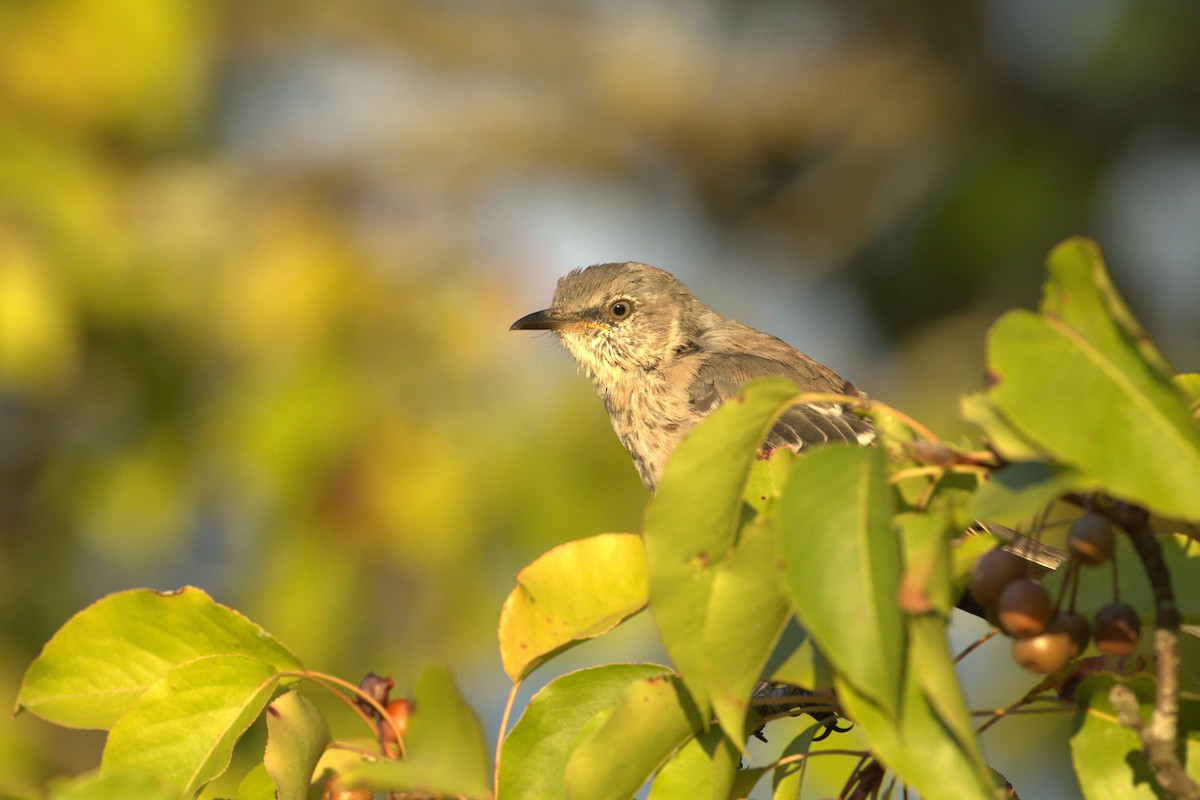 Northern Mockingbird - ML643316570