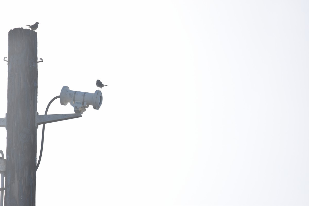 Northern Mockingbird - ML643316575