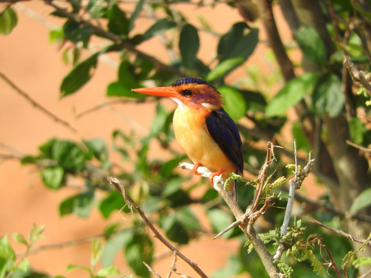 African Pygmy Kingfisher - ML643316577
