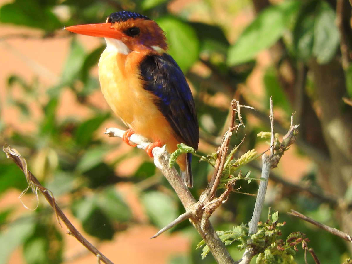 African Pygmy Kingfisher - ML643316578