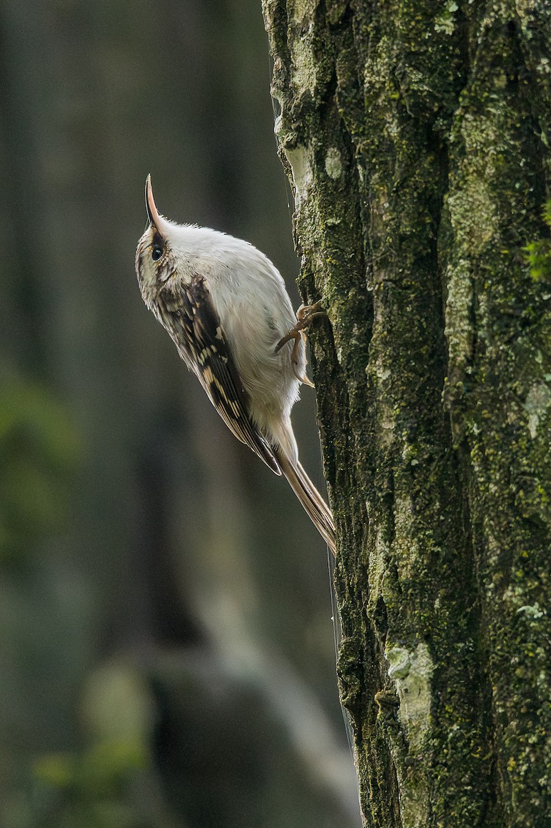 Brown Creeper - ML643316587
