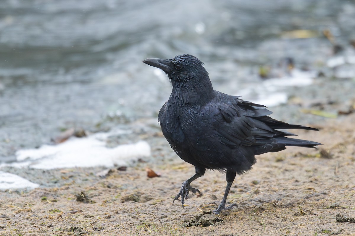 American Crow - ML643316618