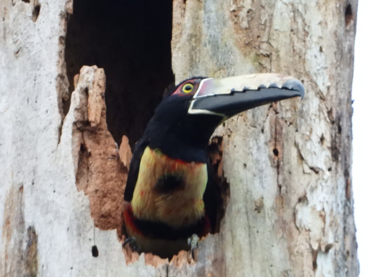 Collared Aracari - ML643316625