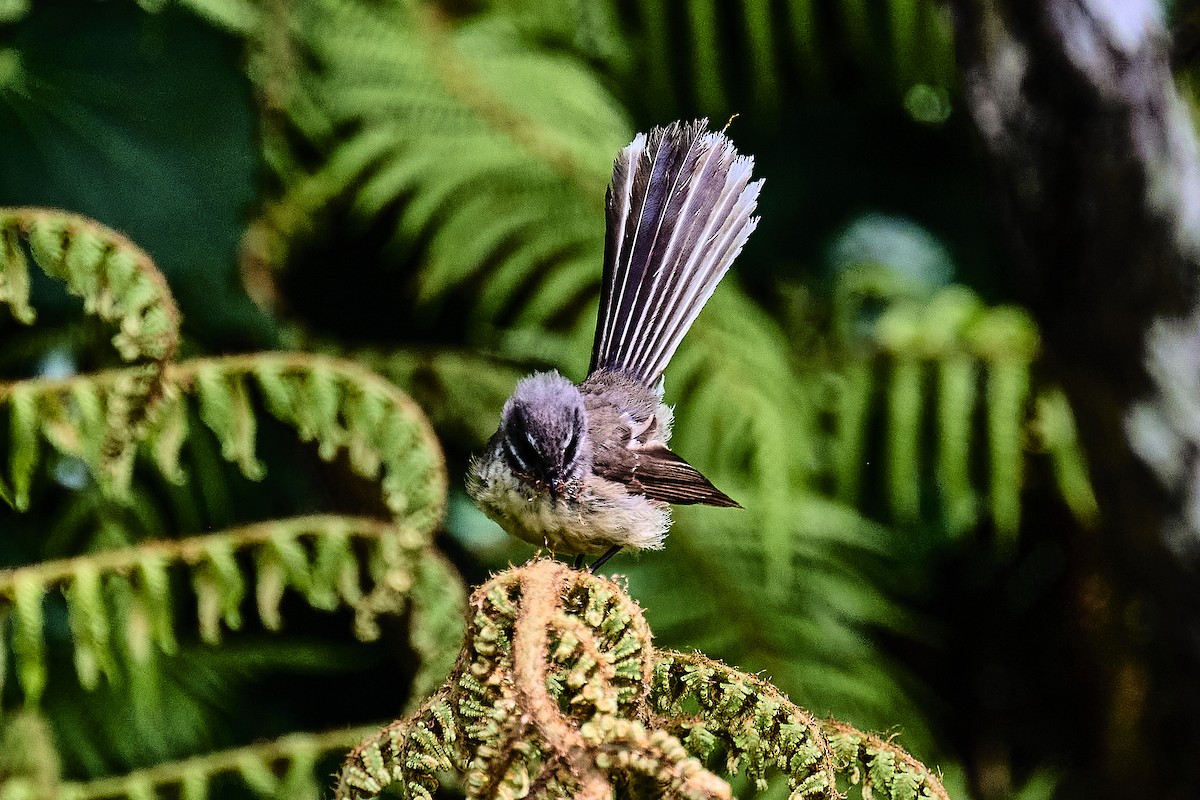 New Zealand Fantail - ML643316643