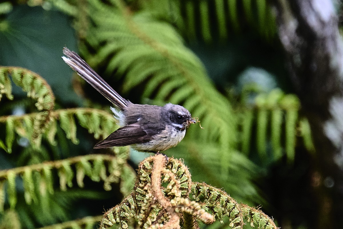 New Zealand Fantail - ML643316644