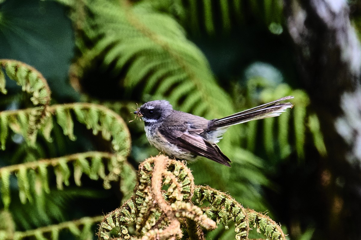New Zealand Fantail - ML643316645