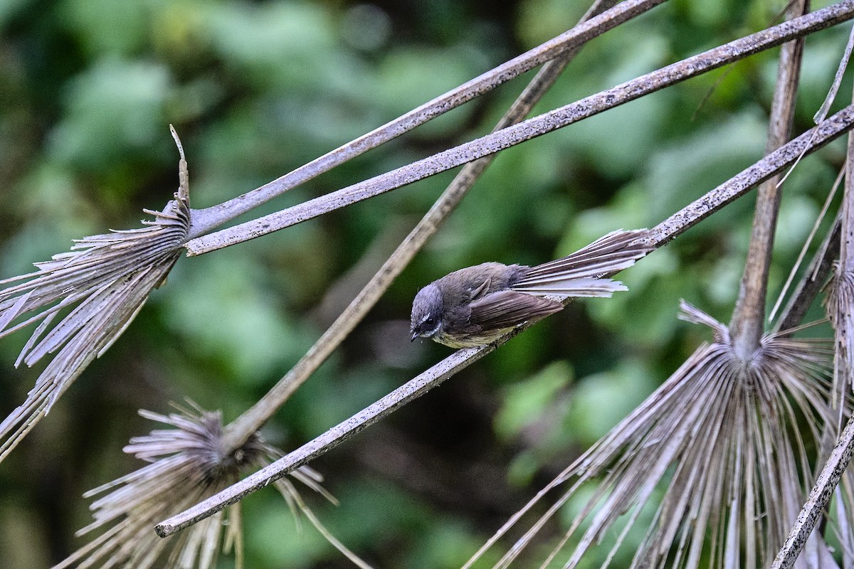 New Zealand Fantail - ML643316646