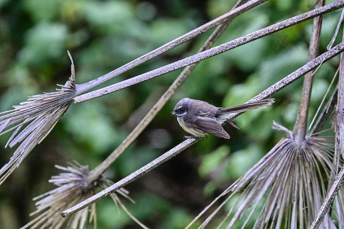 New Zealand Fantail - ML643316647