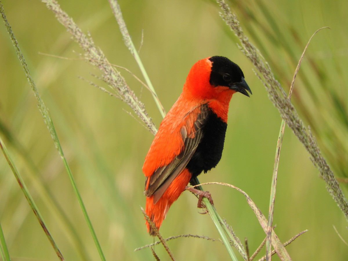 Northern Red Bishop - ML643316651