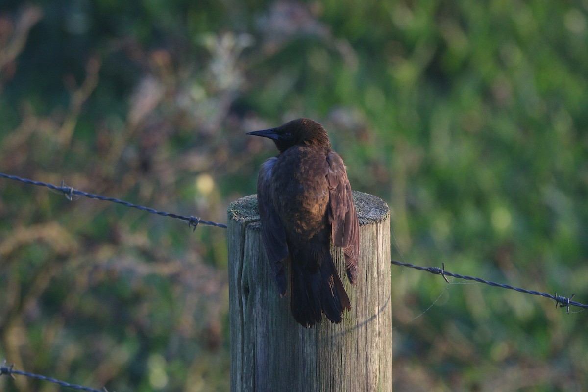 Brown-and-yellow Marshbird - ML643316663