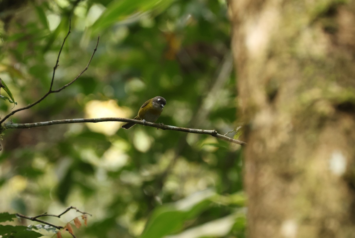 Common Chlorospingus - ML643316669