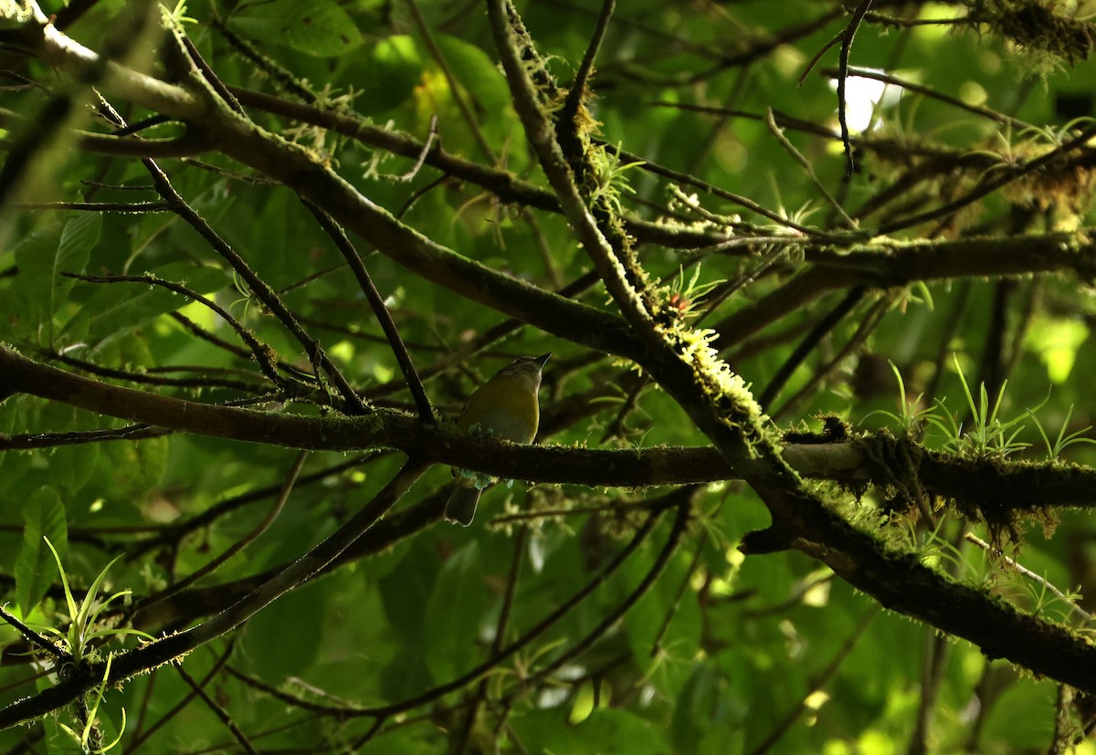 Common Chlorospingus - ML643316672