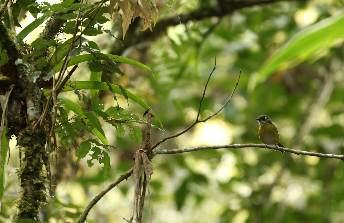 Common Chlorospingus - ML643316675
