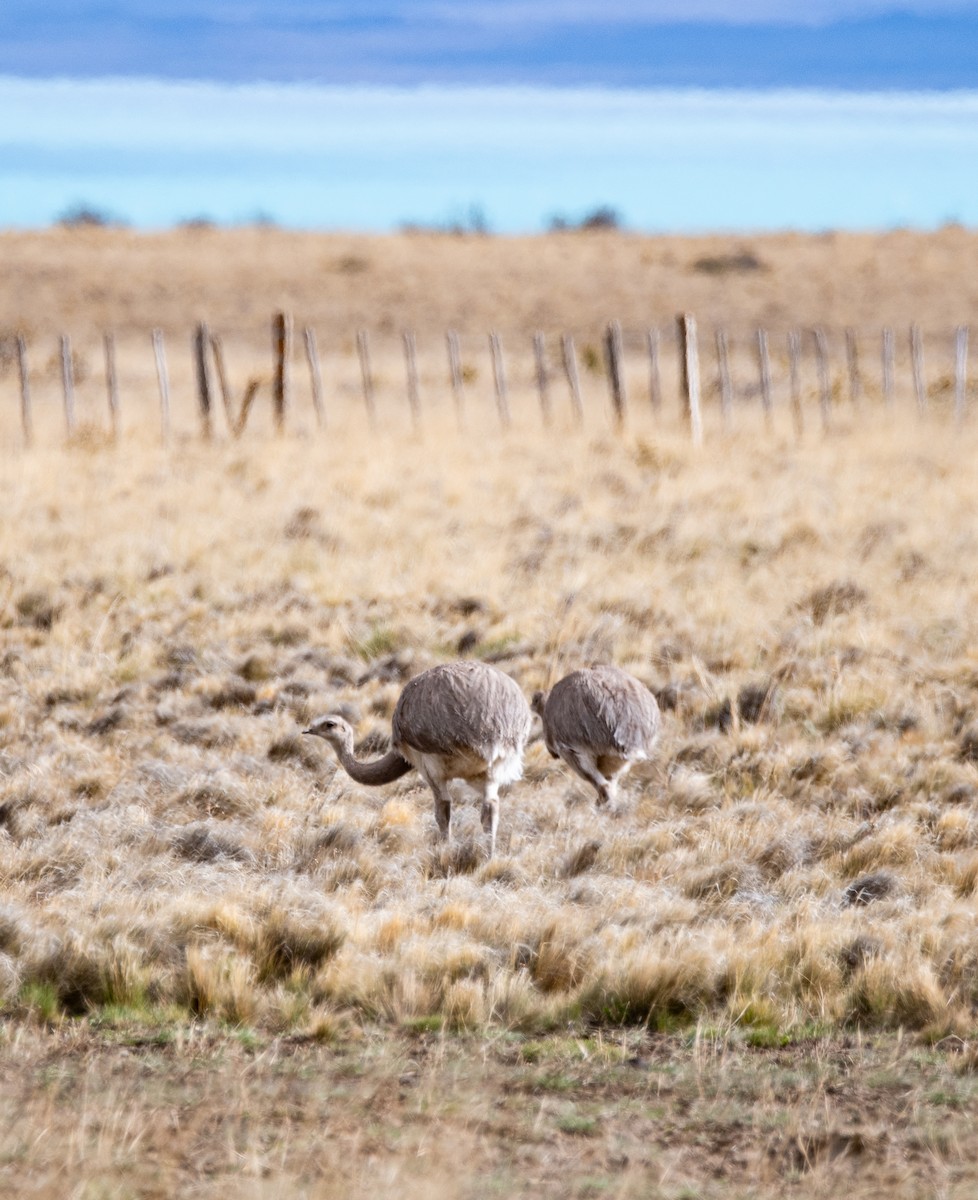Lesser Rhea - ML643316676