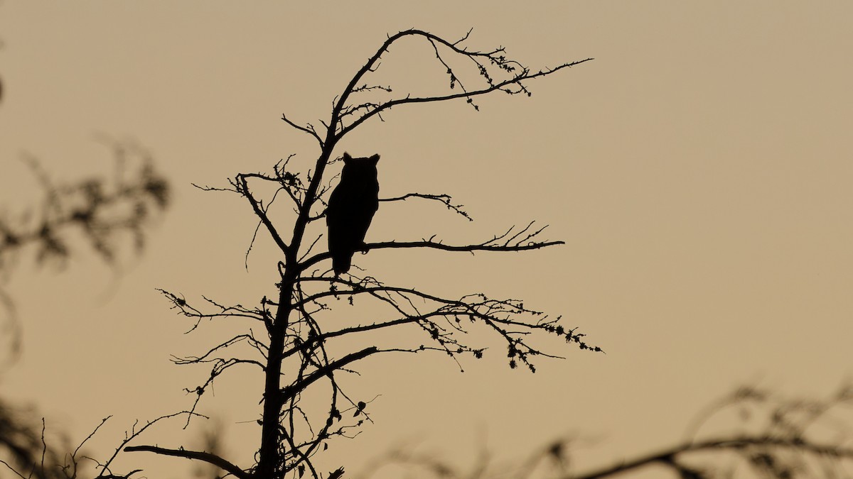 Great Horned Owl - ML643316685