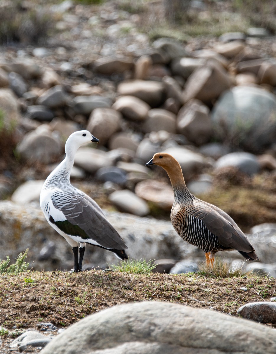 Upland Goose - ML643316694