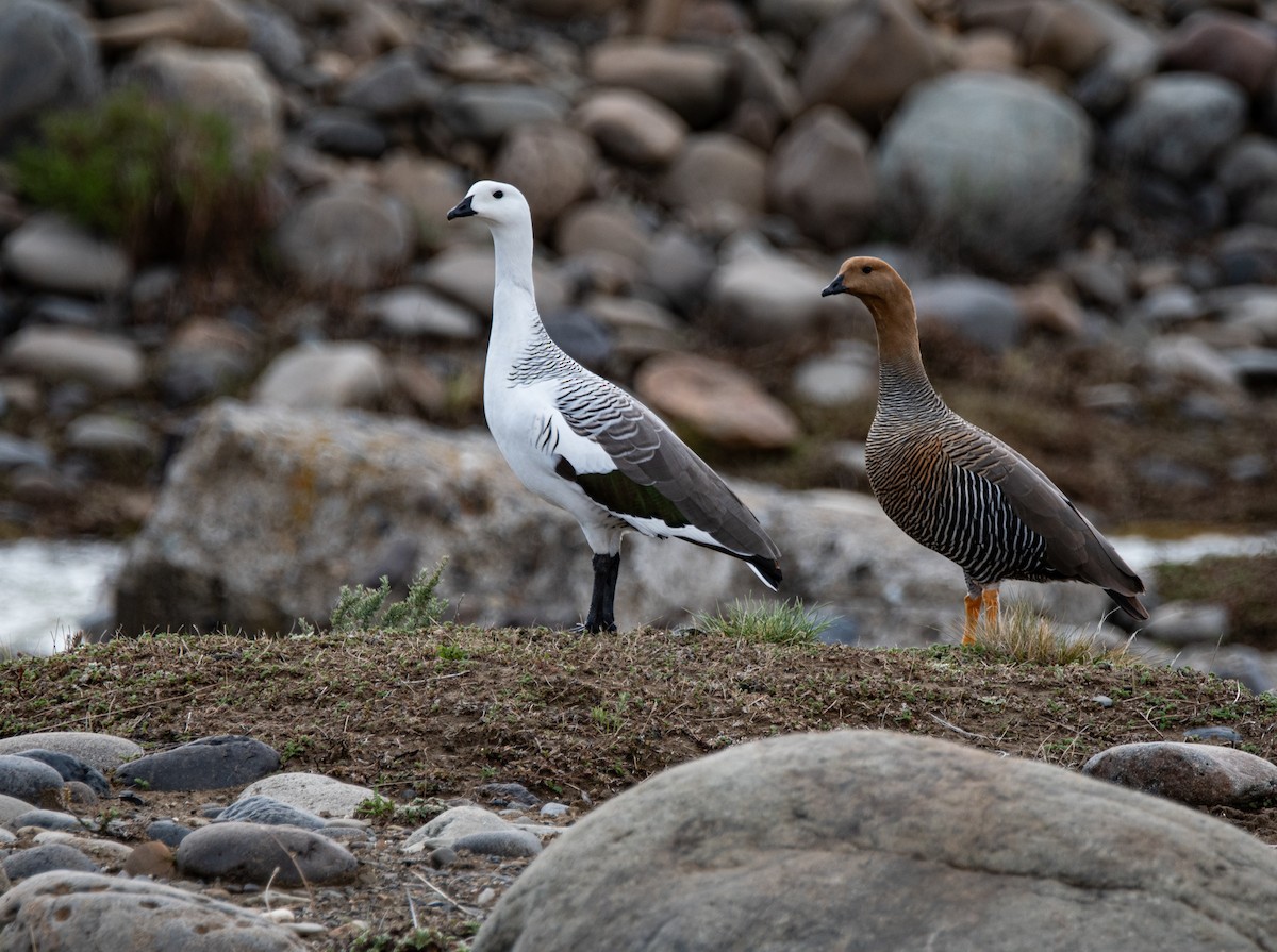 Upland Goose - ML643316695