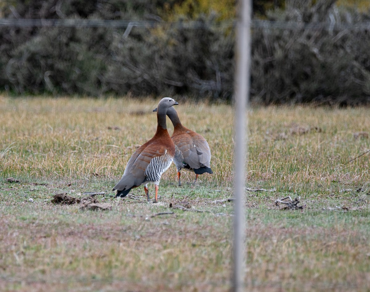 Ashy-headed Goose - ML643316720