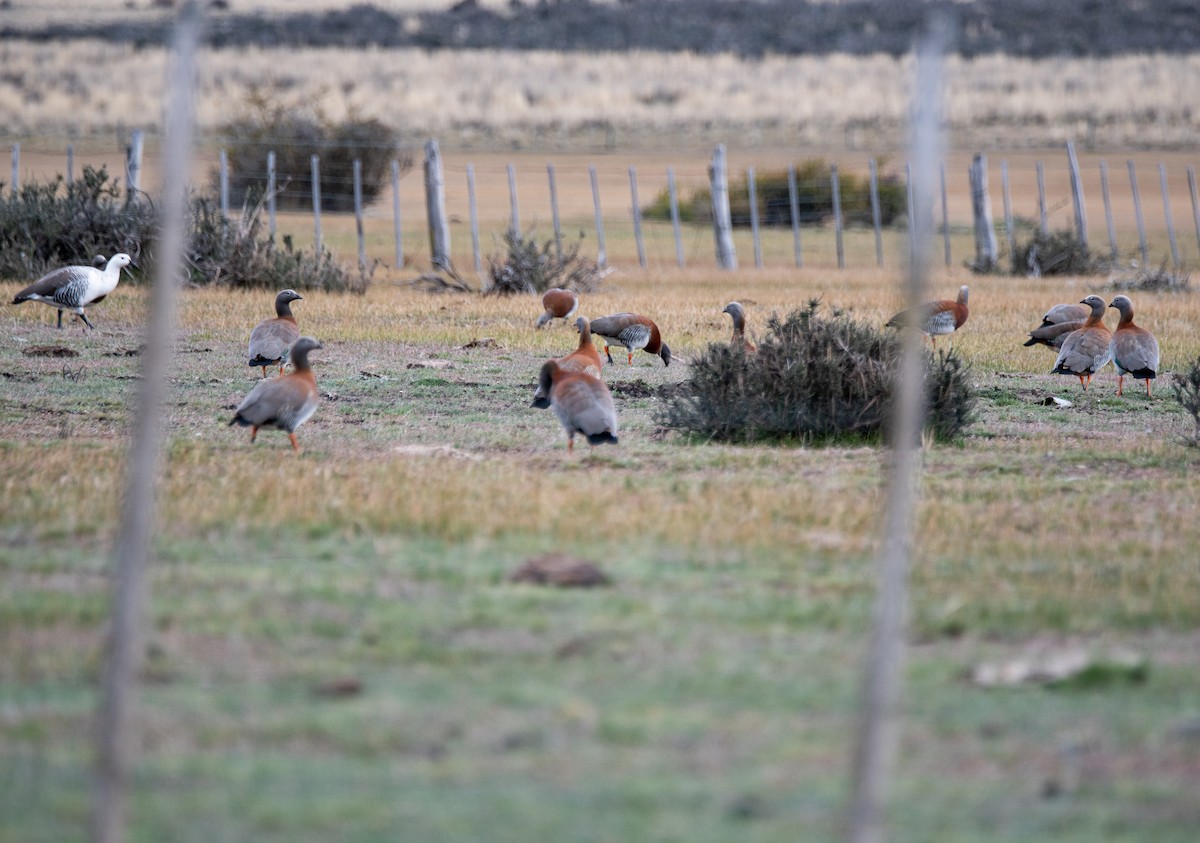 Ashy-headed Goose - ML643316721