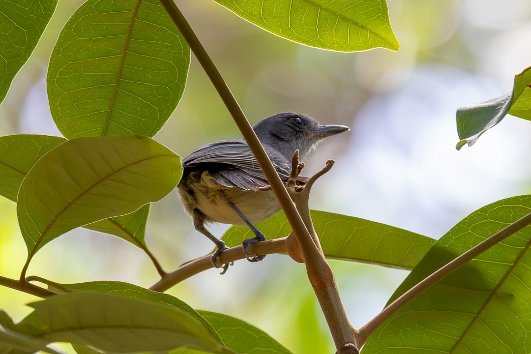 Olivgrau-Ameisenvogel - ML643316736