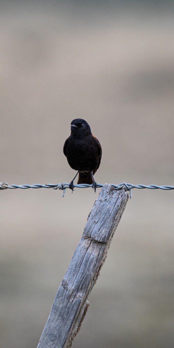 Austral Negrito - ML643316748